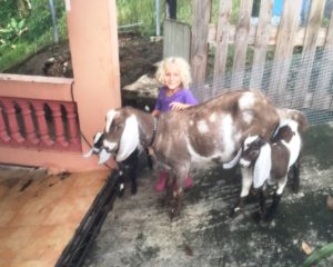 01-coco-with-momma-goat-cloud-and-babies