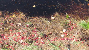 05-cranberries-begging-to-be-harvested
