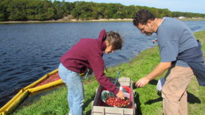 05-heather-and-jed-putting-cranberry-bounty-in-the-wagon