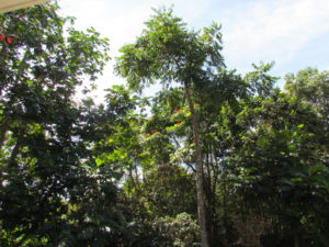 01-very-tall-tree-in-the-center-is-ylang-ylang