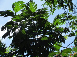 03-ginormous-leaves-of-breadfruit-tree