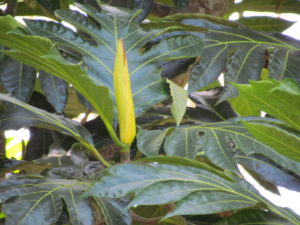 04-male-flower-of-breadfruit-tree